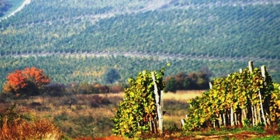 Erdőbényei szőlők - Tokaj